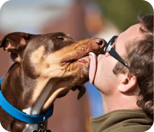 Dog Boarding